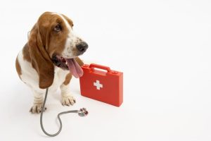 From Panic to Preparedness: Your Guide to Pet CPR & First Aid Certification